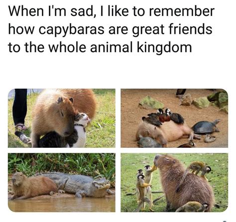 They Are Friend Shaped Rwholesomememes Wholesome Memes Know