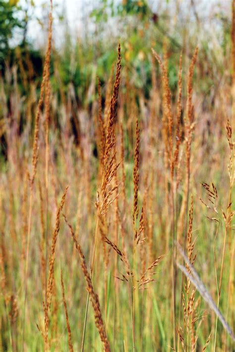 Native Grasses Overlooked And Underused Cape Conservation Corps