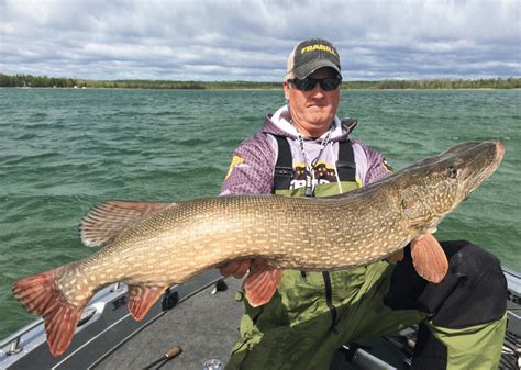 Best Pike Fishing In Mi All About Fishing