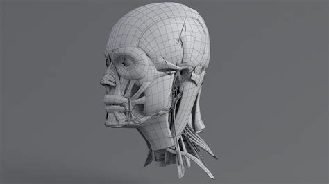 Human Head Anatomy 3d Model 99 Fbx Ma Max Obj Free3d