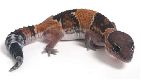 fat tailed gecko hemitheconyx caudicinctus branson s wild world