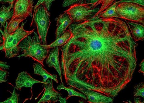 Fluorescent Cells Grown Using Cmos Image Sensors