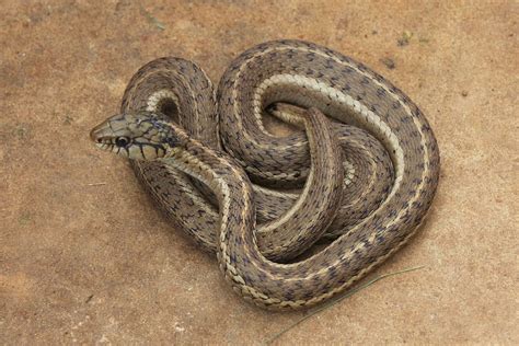 Western Terrestrial Garter Snake Wildlife Of Staunton State Park