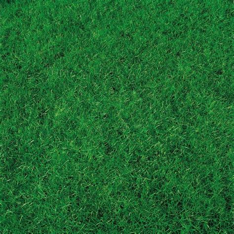 Buy Canada Green Lawn Seed Delivery By Waitrose Garden