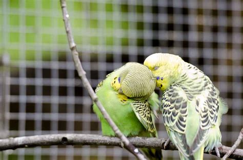 Der kreis ahrweiler teilte in seinem lagebericht am abend mit. Milben beim Vogel | Vorbeugen, Wann zum Tierarzt, Quellen ...