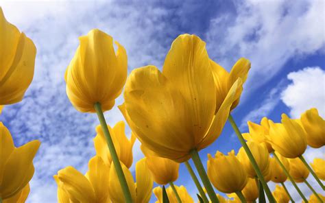 Yellow Tulips Hd Desktop Wallpaper