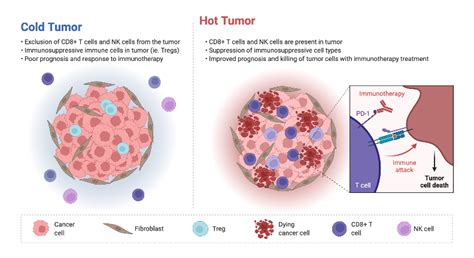 Cold Vs Hot Tumors Biorender Science Templates