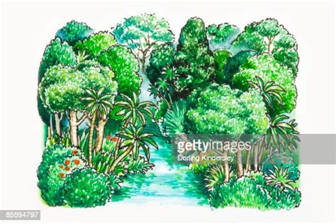 Illustration Of Of River In Tropical Rainforest High Res Vector Graphic