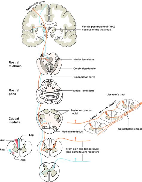 Spinothalamic Tract Anatomy