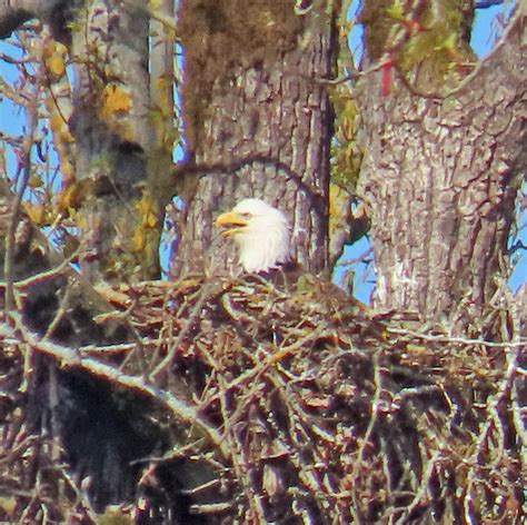 Cascade Ramblings The Village Birders