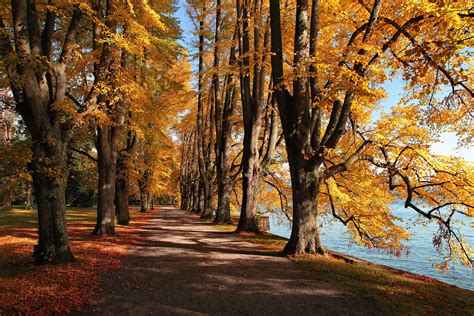 Lake Park Leaves Autumn Path Trail Wallpapers Hd Desktop And