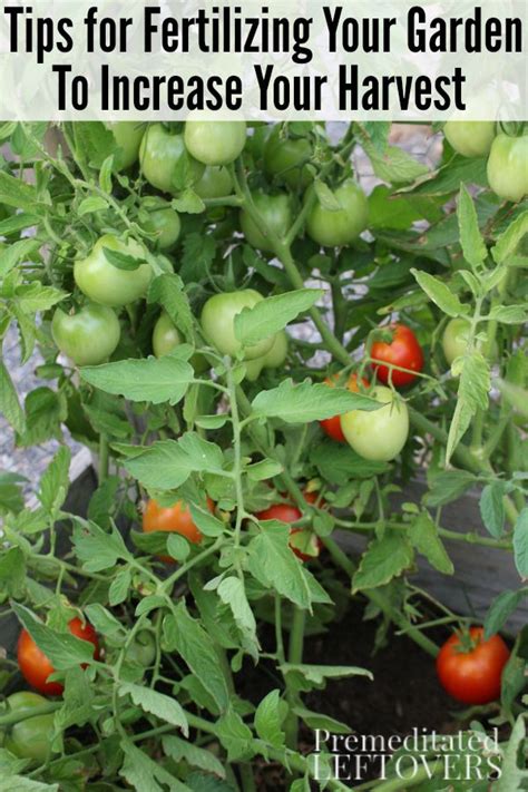 Top organic fertilizer for tomatoes and vegetables for 2021; The Best Organic Fertilizer For Vegetable Gardening ...
