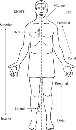 Standard Anatomical Position Diagram Quizlet