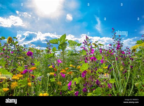 Flower Field In Summer Stock Photo Alamy