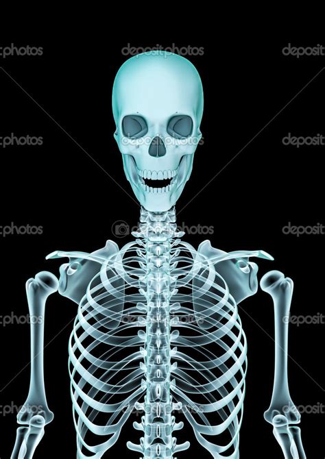 Skeleton X Ray Stock Photo By ©grandeduc 50842311