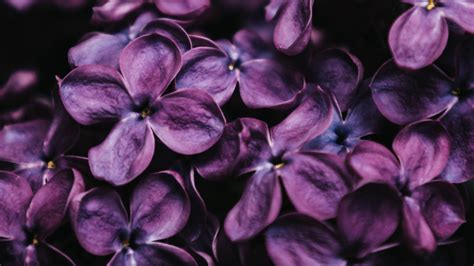 Dark Purple Lilac Spring Flowers 4k Hd Flowers Wallpapers Hd