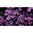 Dark Purple Lilac Spring Flowers 4K HD Wallpapers 