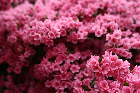 Wonderful Spring Pink Flower Bush Flowers Free Nature Pictures By