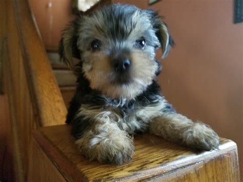 Yorkshire Terrier Puppies For Sale Dayton Oh 212447
