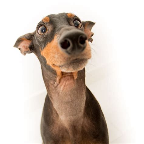 Hd Wallpaper Mini Doberman Pinscher Face Photo Dogs Animals Pets