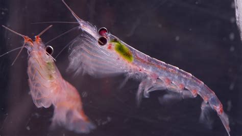 Climate Change Threatens Antarctic Krill And The Sea Life That Depends