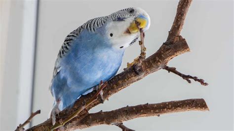 How To Care For Parakeets A Complete Guide With All You Need To Know