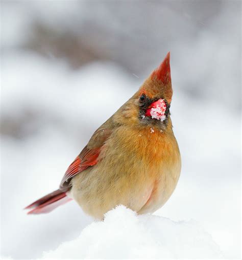 Female Cardinal In The Snow Free Stock Photo Public Domain Pictures