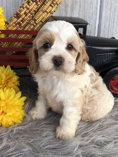 Canton (/ˈkæntən/) is a city in and the county seat of stark county, ohio, united states. Puppies for Sale | Cockapoo puppies, Puppy dog eyes ...