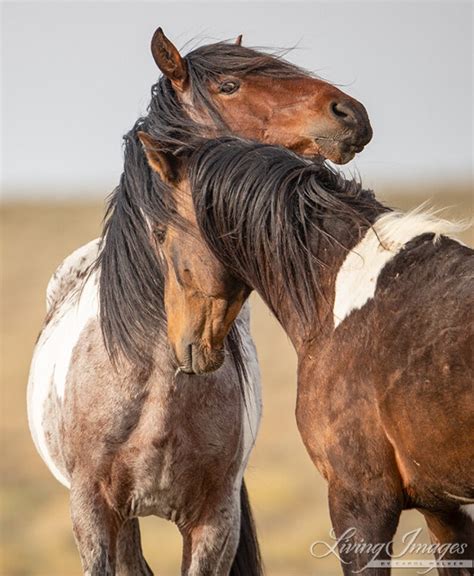Wild Horse Photography Wild Roan Pinto Stallions Print Two Etsy