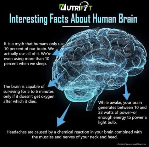 Pin By Sarah Putnam On Masters Degree Brain Facts Human Brain Facts