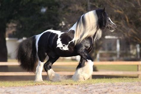 Horses With Beautiful Hair Beautiful Horses Horse Hair Styles