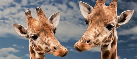 Giraffe Funny Animal Free Photo On Pixabay