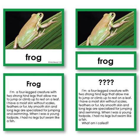 Zoology Who Am I 3 Part Cards Amphibians And Reptiles Montessori