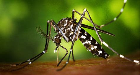 How Deadly Is The Zika Virus India Tv
