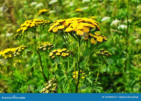 Wild Medicinal Plant Tansy Lat Tanacetum Vulgare Stock Image Image