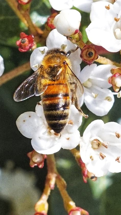 6bee Save Bee Bees Flowers Honey Pollen Pollinate Pollinator