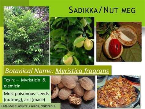 Poison Plants Forensic Medicine And Toxicology