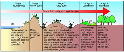 Successions Ecosystems And Biomes