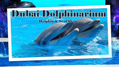 Dubai Dolphinarium Dolphin And Seal Show Dubai Dolphin Show In 2020