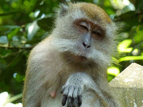 53 Funny Monkey Pictures That Prove Monkeys Are Just
