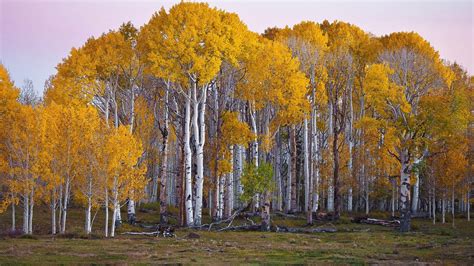botany - Are these birch or aspen trees? - Biology Stack Exchange