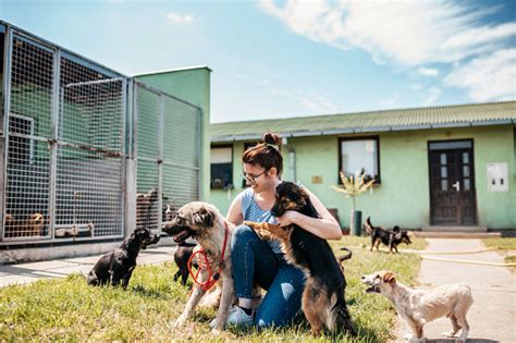 Hampton Luzak Blogspot Truth About No Kill Animal Shelters