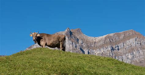 Hd Wallpaper Mountains Alpine Cow Canton Of Glarus Switzerland