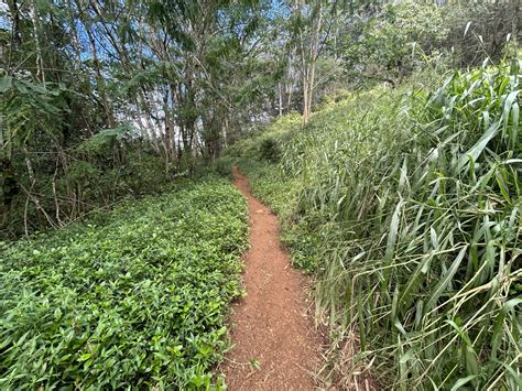 Hiking the Kuilau Ridge Trail on Kauaʻi — noahawaii