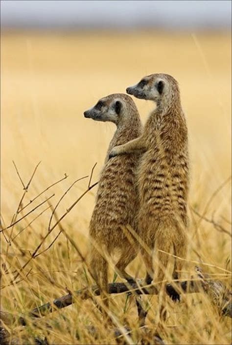 Meerkat Love ~ This Makes Me Smile Pinterest