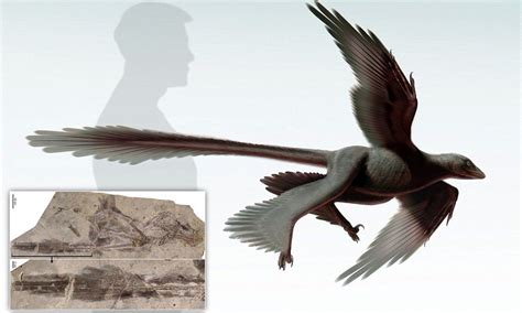 feathered dinosaurs learned to fly before the evolution of birds feathered dinosaurs paleo art