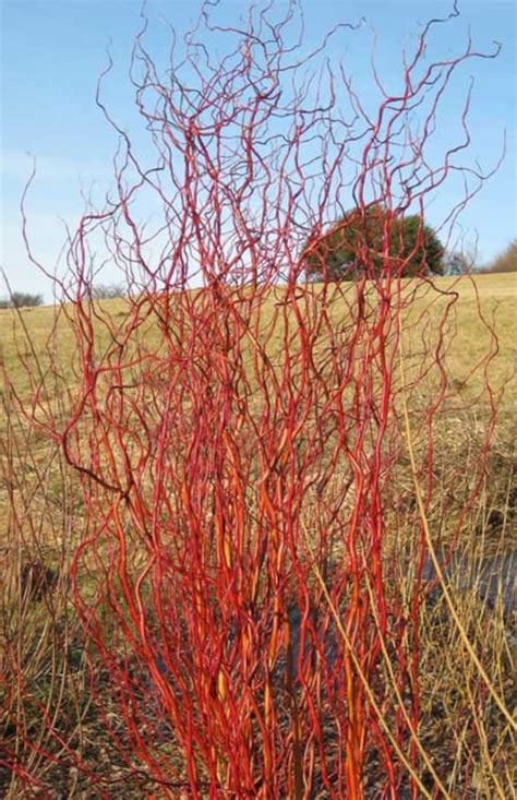 Scarlet Red Curly Willow Tree Live Plants Rare Gardening And Etsy