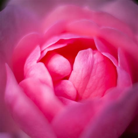 Closeup Photo Of Pink Petaled Flower Rose Hd Wallpaper Wallpaper Flare