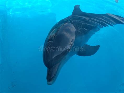 Awesome Dolphin Stock Image Image Of Dolphin Pool Swimming 96354815