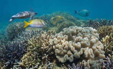 South Pacific Ocean Coral Reef In Good Condition Stock Image Image Of